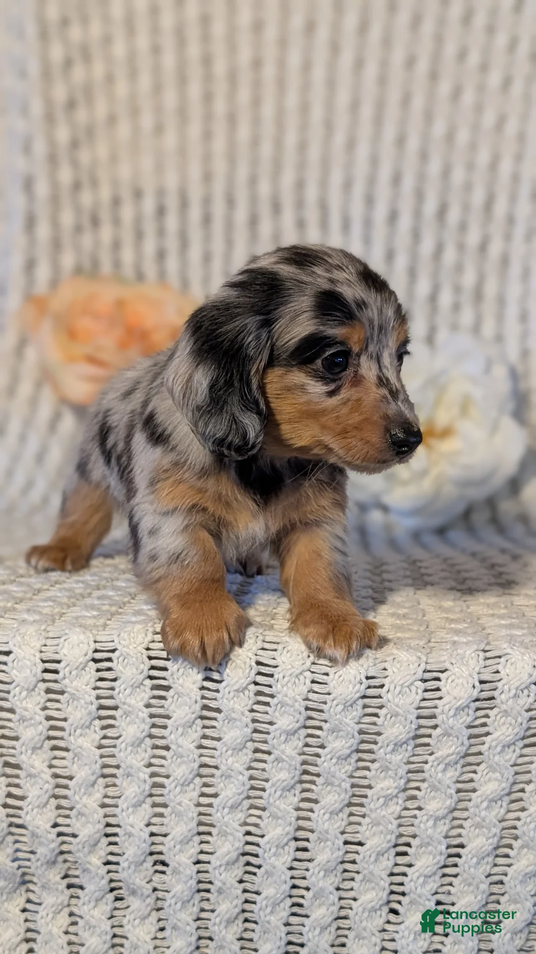Miniature Dachshund dogs for sale: Lyla - Ad 12
