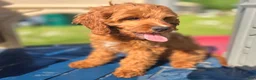 Cavapoo dogs for sale: Iceberg - Ad 5