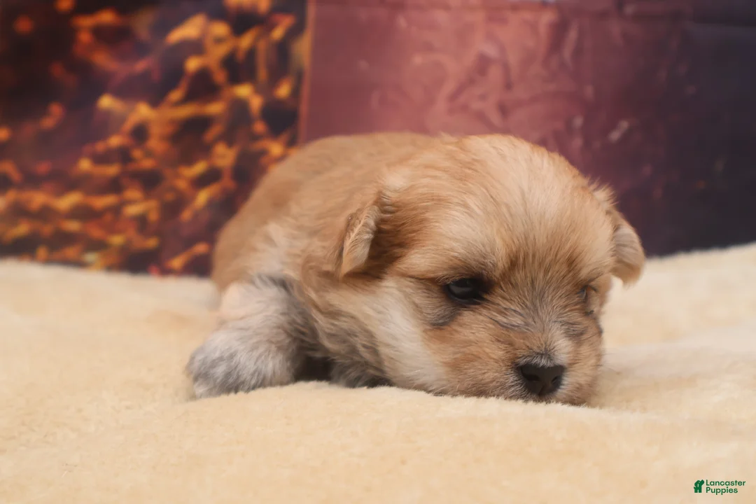 Morkie dogs for sale: Tanner - Ad 2