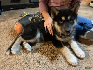 Siberian Husky dogs Siberian Husky Puppy 2 - Ad 29