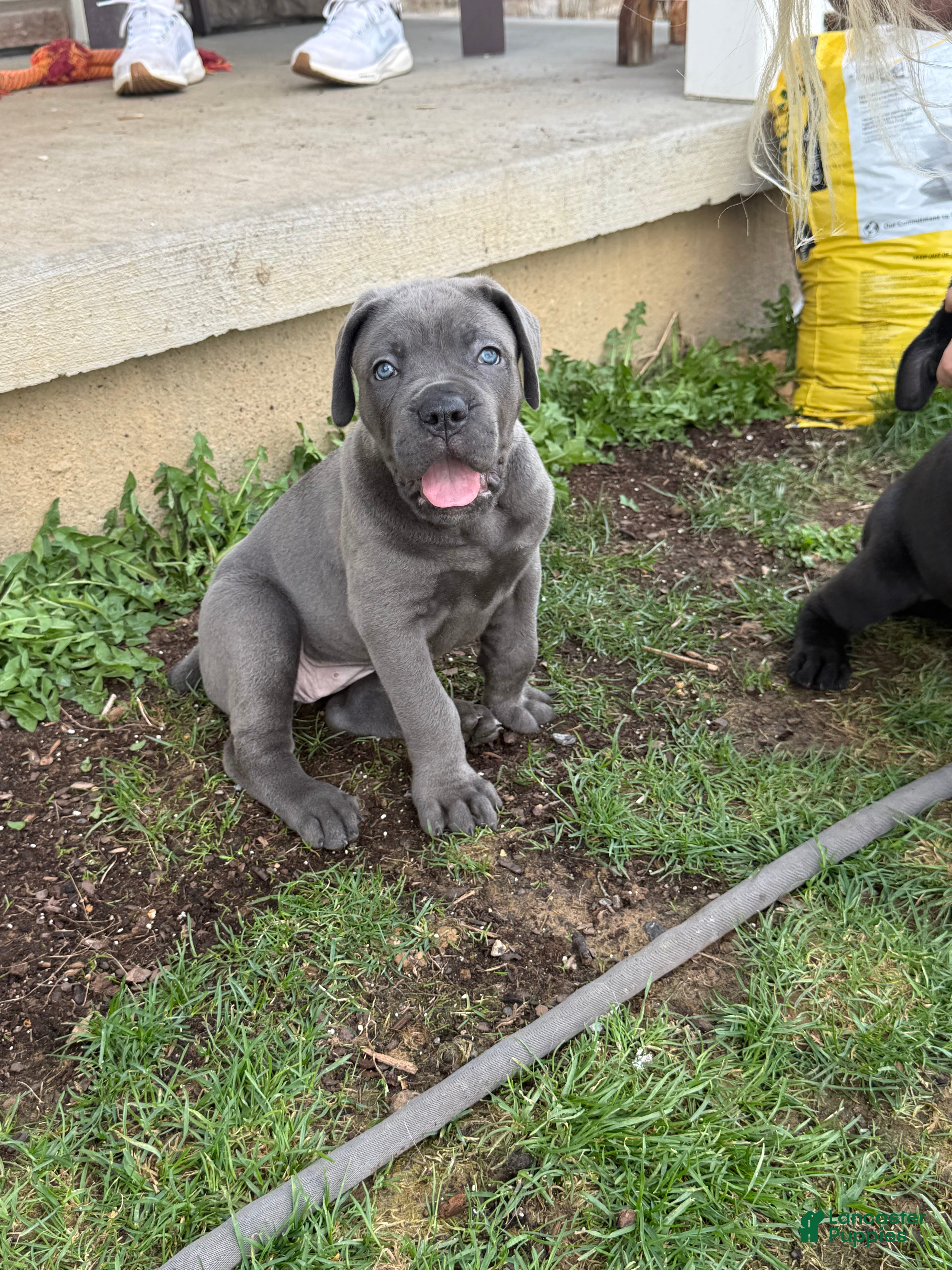 Cane Corso dogs Cane Corso Puppy 4 - Ad 2