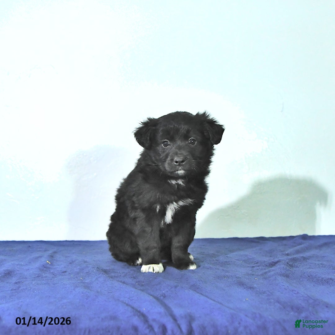 Mixed Breed dogs for sale: Dallas - Ad 1