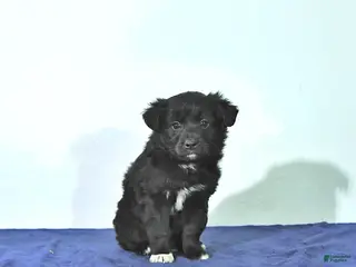 Mixed Breed dogs Dallas - Ad 11