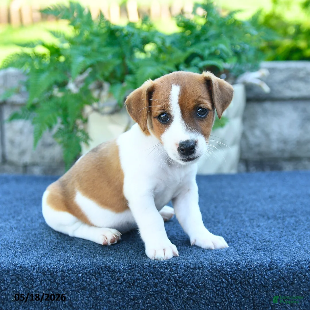Jack Russell Terrier dogs for sale: Jocelyn - Ad 1