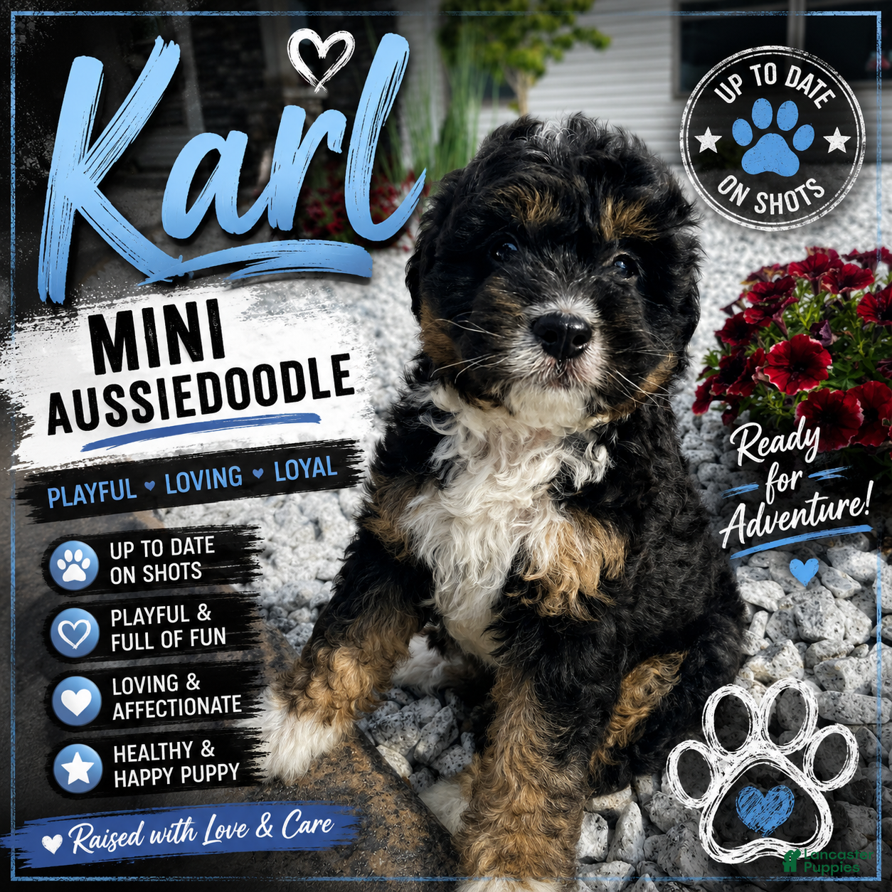Mini Aussiedoodle dogs Karl - Ad 1