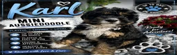 Mini Aussiedoodle dogs for sale: Karl - Ad 1