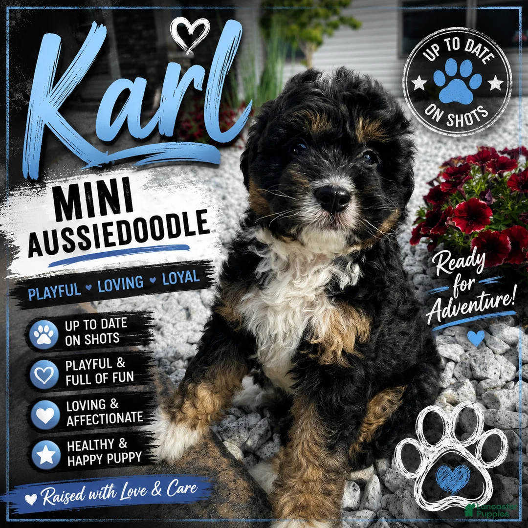 Mini Aussiedoodle dogs for sale: Karl - Ad 1