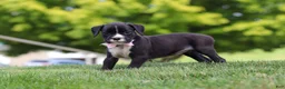 Boxer dogs for sale: Lucy - Ad 3