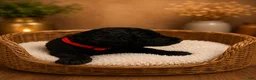 Goldendoodle dogs for sale: Red - Ad 1