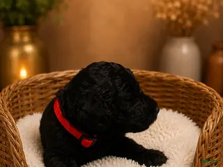 Goldendoodle dogs Red - Ad 6