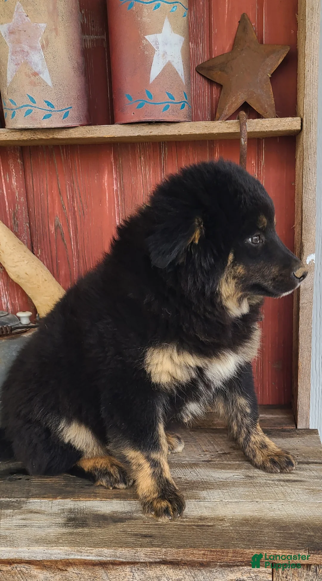 Mixed Breed dogs for sale: Mixed Breed Puppy 3 - Ad 6