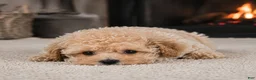 Miniature Poodle dogs for sale: Tucker - Ad 8