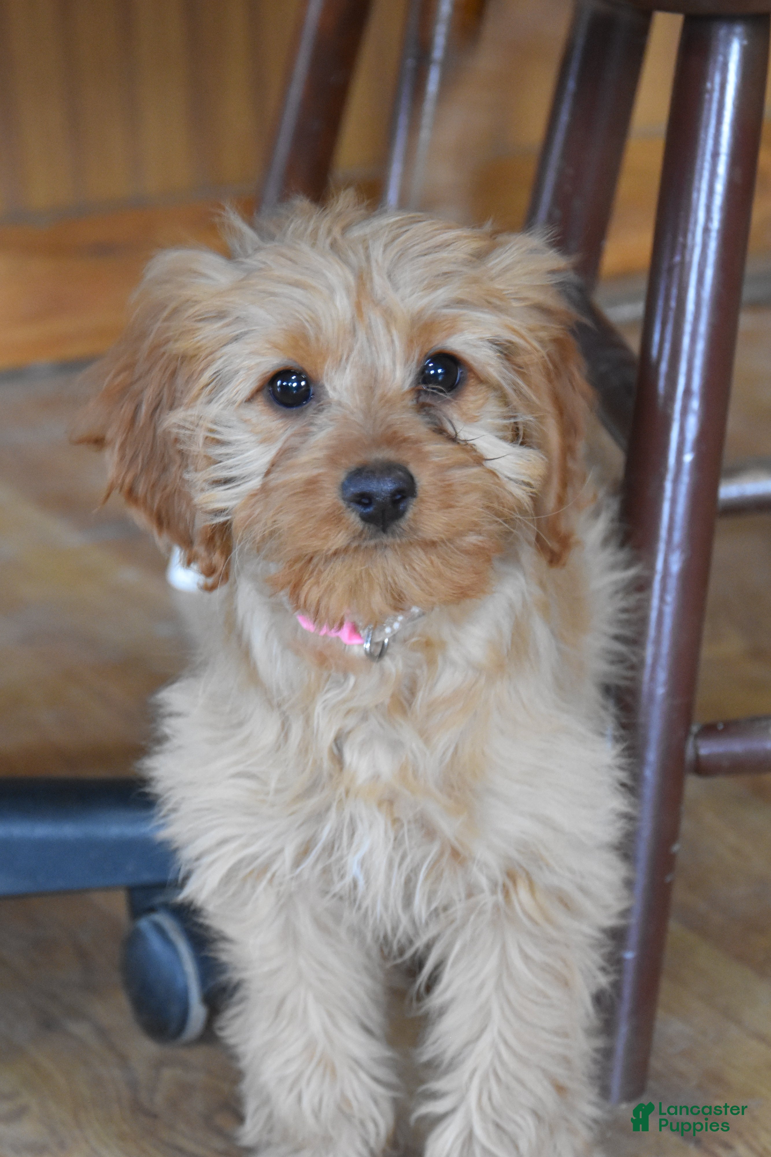 Cockapoo dogs Polly - Ad 1