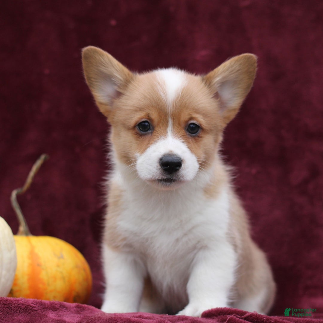 Welsh Corgi Pembroke dogs for sale: Haddie  - Ad 2