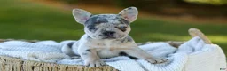 French Bulldog dogs for sale: Debbi - Blue Merle - Ad 6