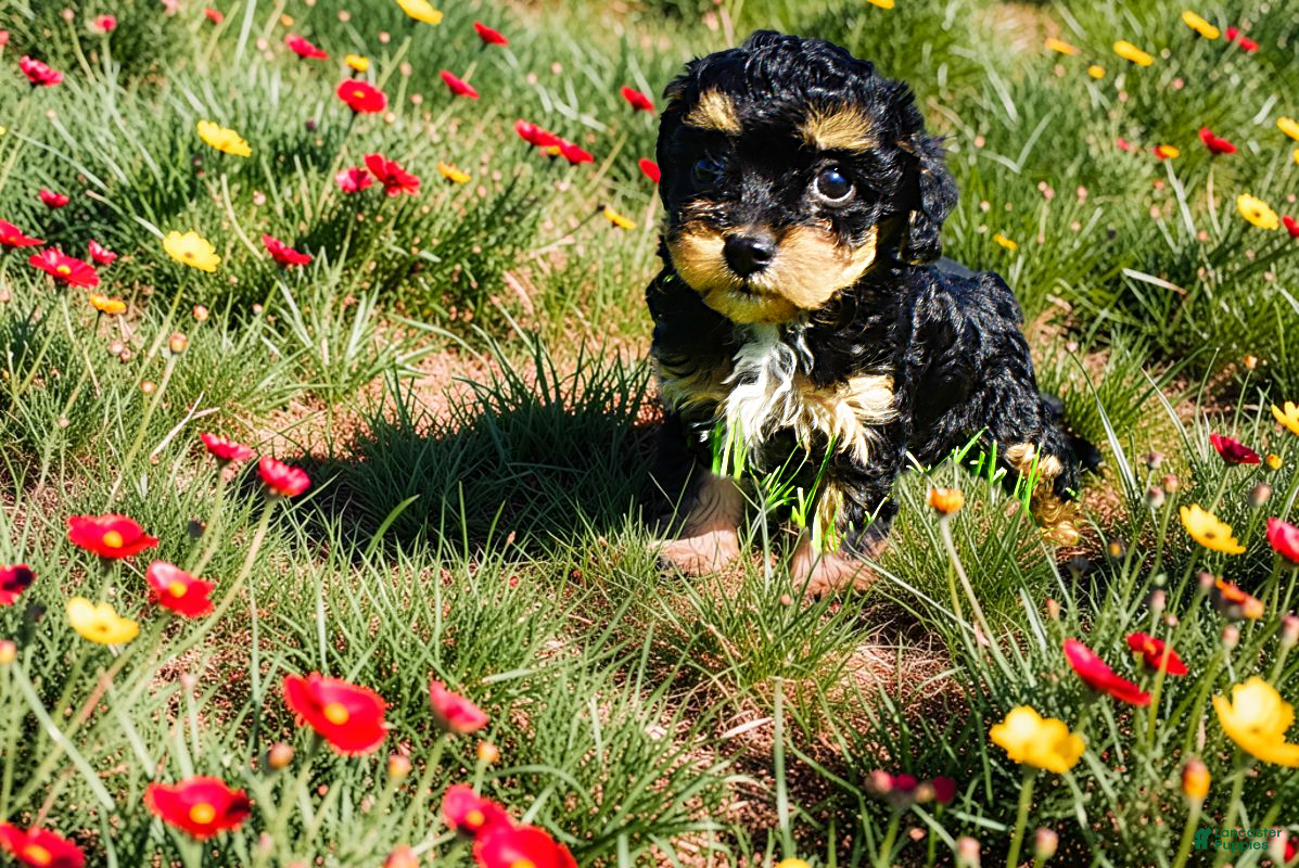 Havapoo dogs Lady - Ad 9