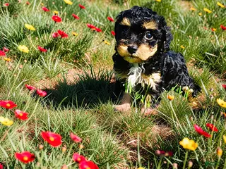 Havapoo dogs Lady - Ad 21