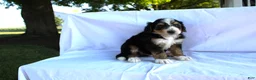 Bernedoodle dogs for sale: Sheldon - Ad 4