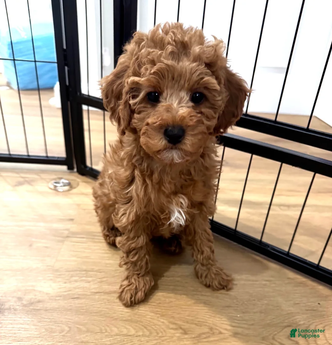 Miniature Poodle dogs for sale: Espressa  - Ad 2
