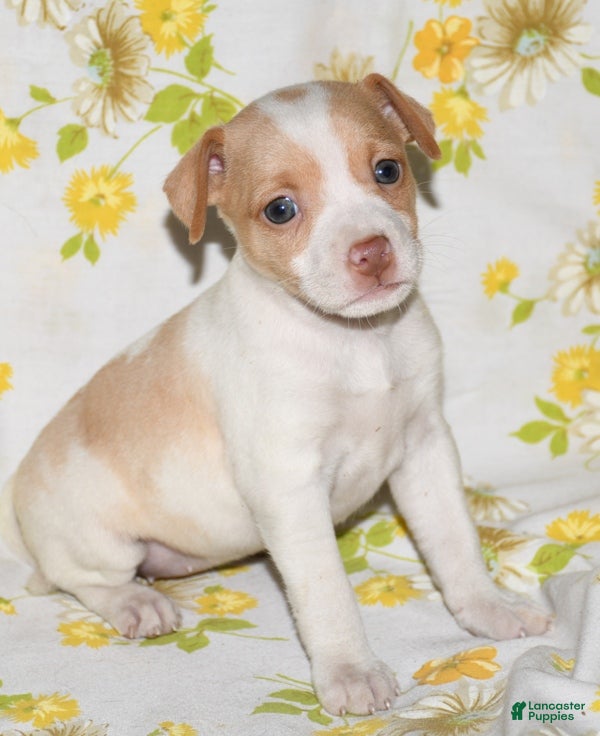 Rat Terrier dogs Marnie - Ad 2