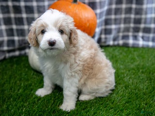 Mini Aussiedoodle dogs - Ad 40