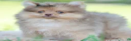 Pomeranian dogs for sale: Gio - Ad 8