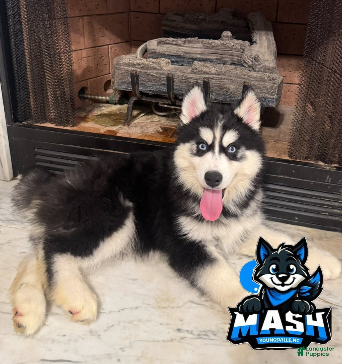 Siberian Husky dogs Turkey - Ad 23