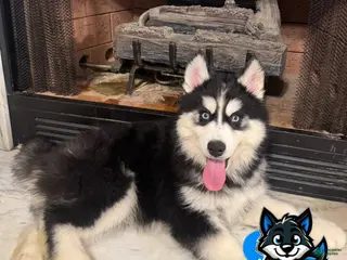 Siberian Husky dogs Turkey - Ad 23