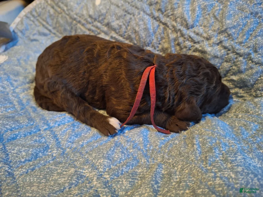 Labradoodle dogs for sale: Gemma - Ad 6