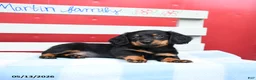 Miniature Dachshund dogs for sale: Amber - Ad 2