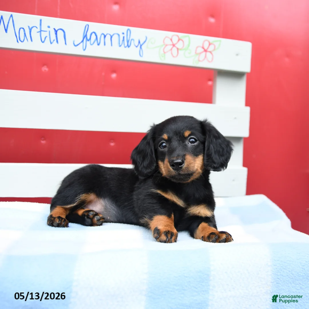 Miniature Dachshund dogs for sale: Amber - Ad 2