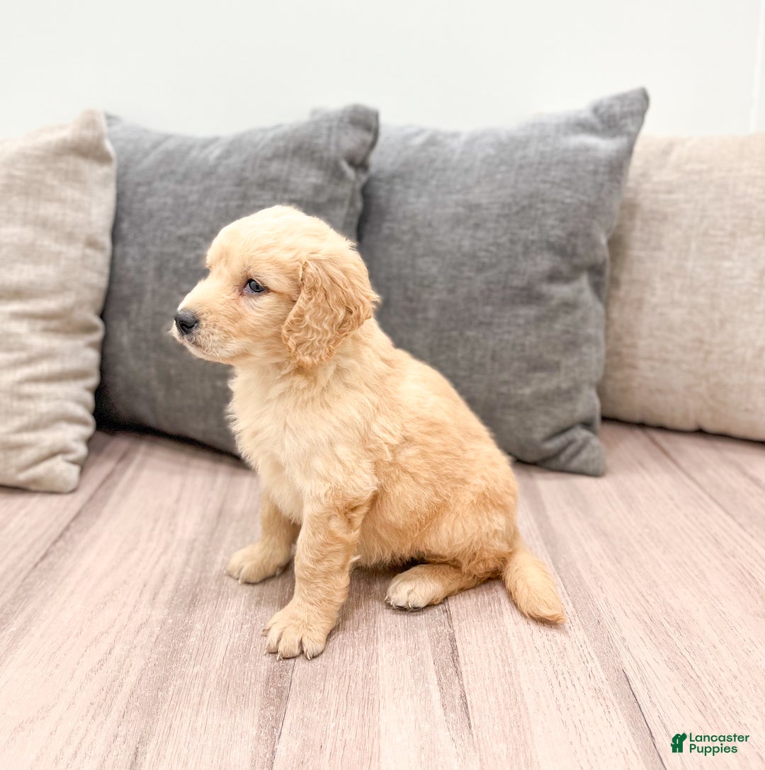 Goldendoodle dogs for sale: Sammy - Ad 4