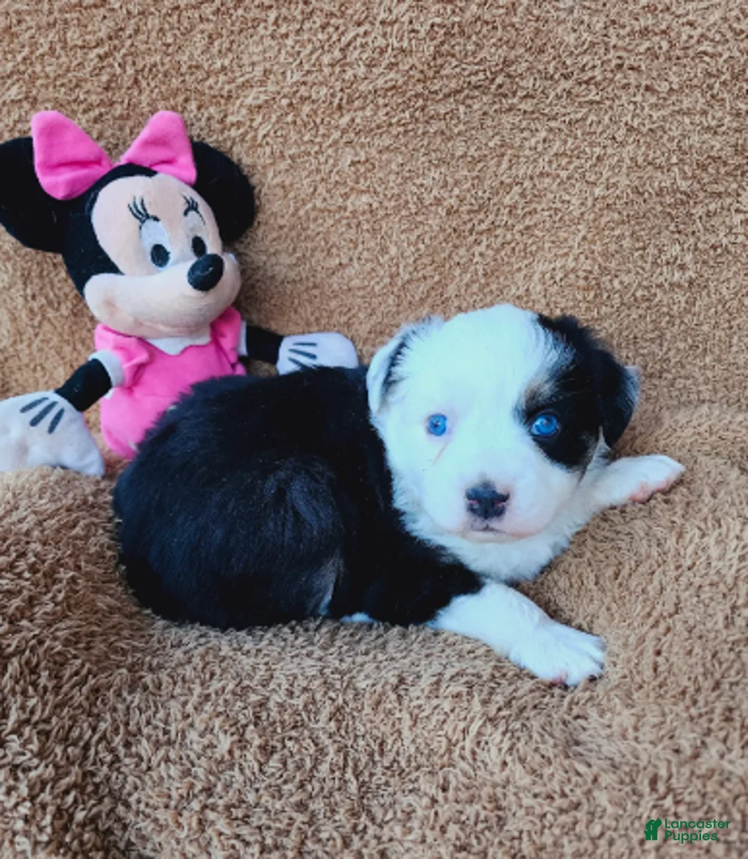 Miniature Australian Shepherd dogs for sale: Fanny Fay - Ad 3