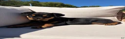 Rottweiler dogs for sale: Candy - Ad 4