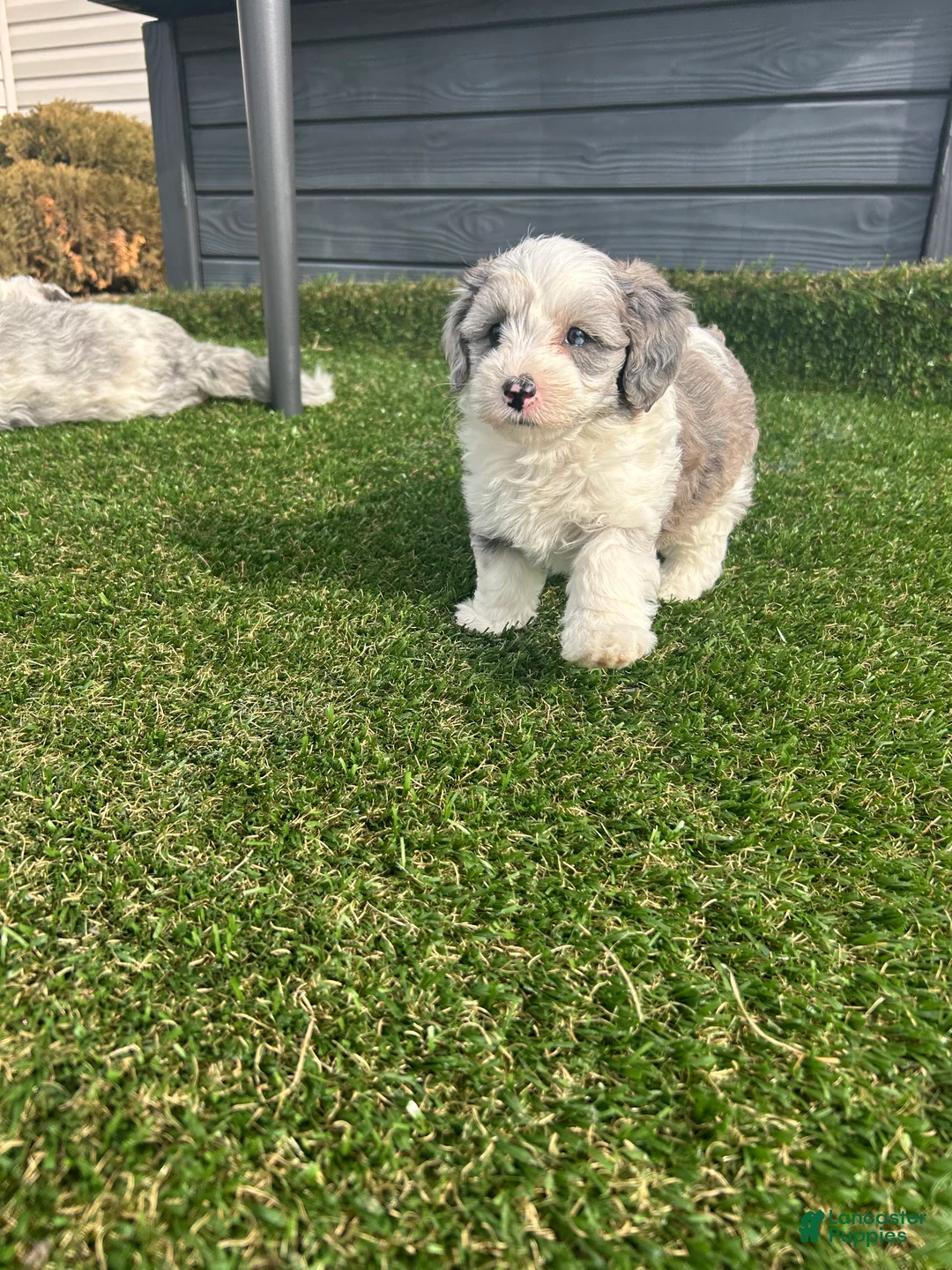 Mixed Breed dogs for sale: Skye - Ad 7