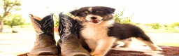 Australian Shepherd dogs for sale: Males - Ad 3