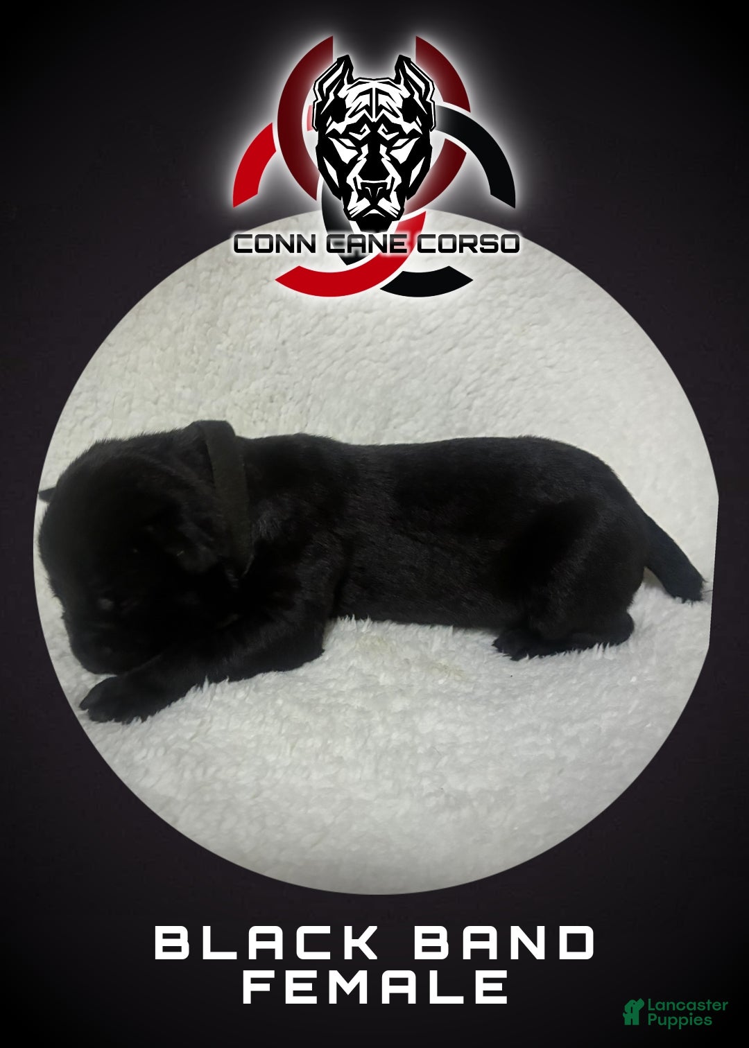 Cane Corso dogs Cane Corso Puppy 13 - Ad 12