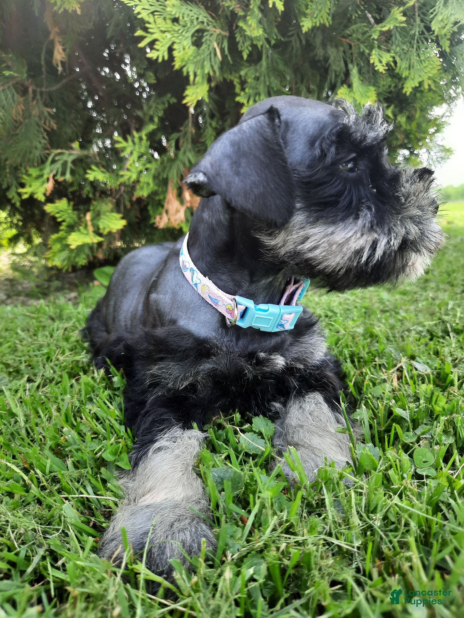 Miniature Schnauzer dogs AKC Cutie Pie - Ad 2
