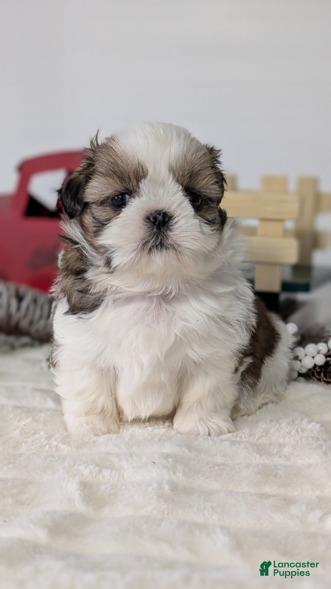 Shih Tzu dogs for sale: Tripp  - Ad 6