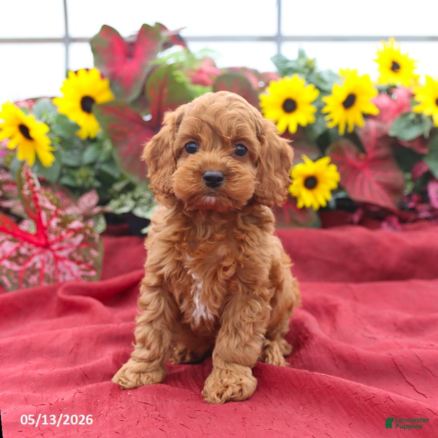 Cockapoo dogs Happy - Ad 2