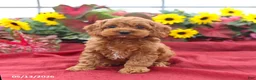 Cockapoo dogs for sale: Happy - Ad 2