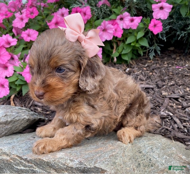 Cavapoo dogs Macey- small - Ad 2