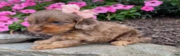 Cavapoo dogs for sale: Macey- small - Ad 2