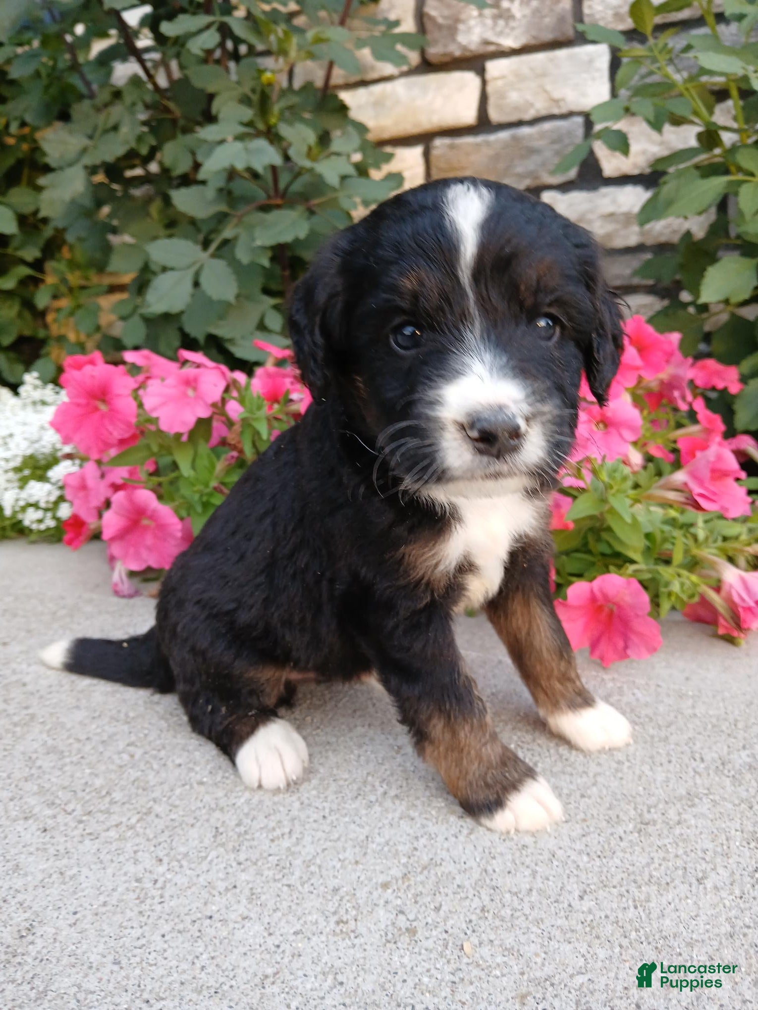 Bernedoodle dogs Lyle - Ad 2