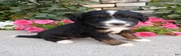 Bernedoodle dogs for sale: Lyle - Ad 2