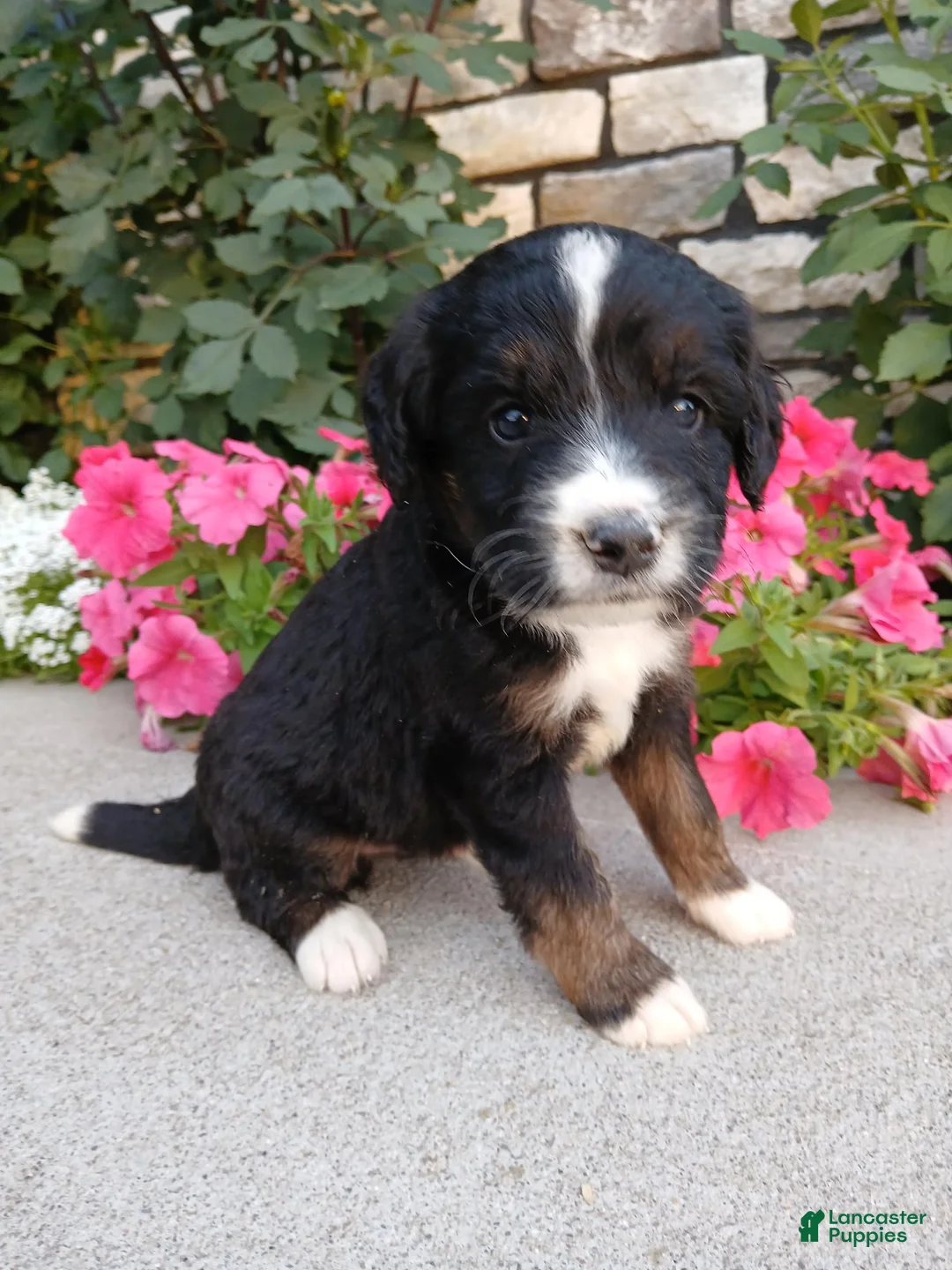 Bernedoodle dogs for sale: Lyle - Ad 2