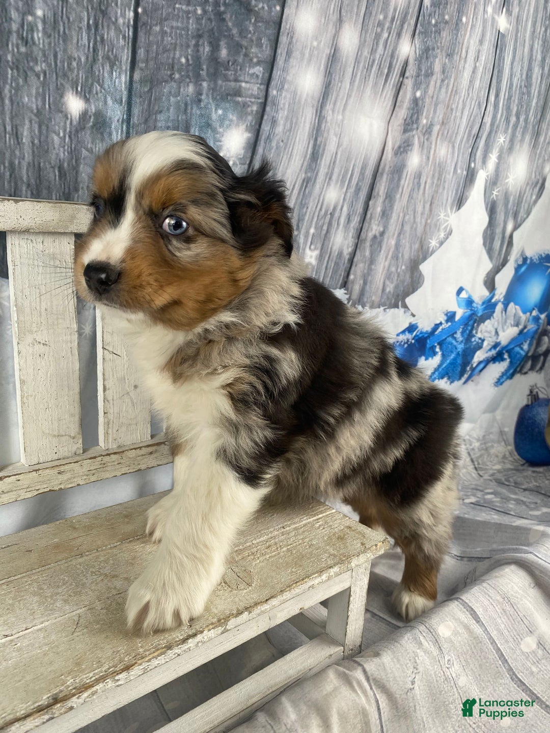 Australian Shepherd dogs for sale: Sterling - Ad 3