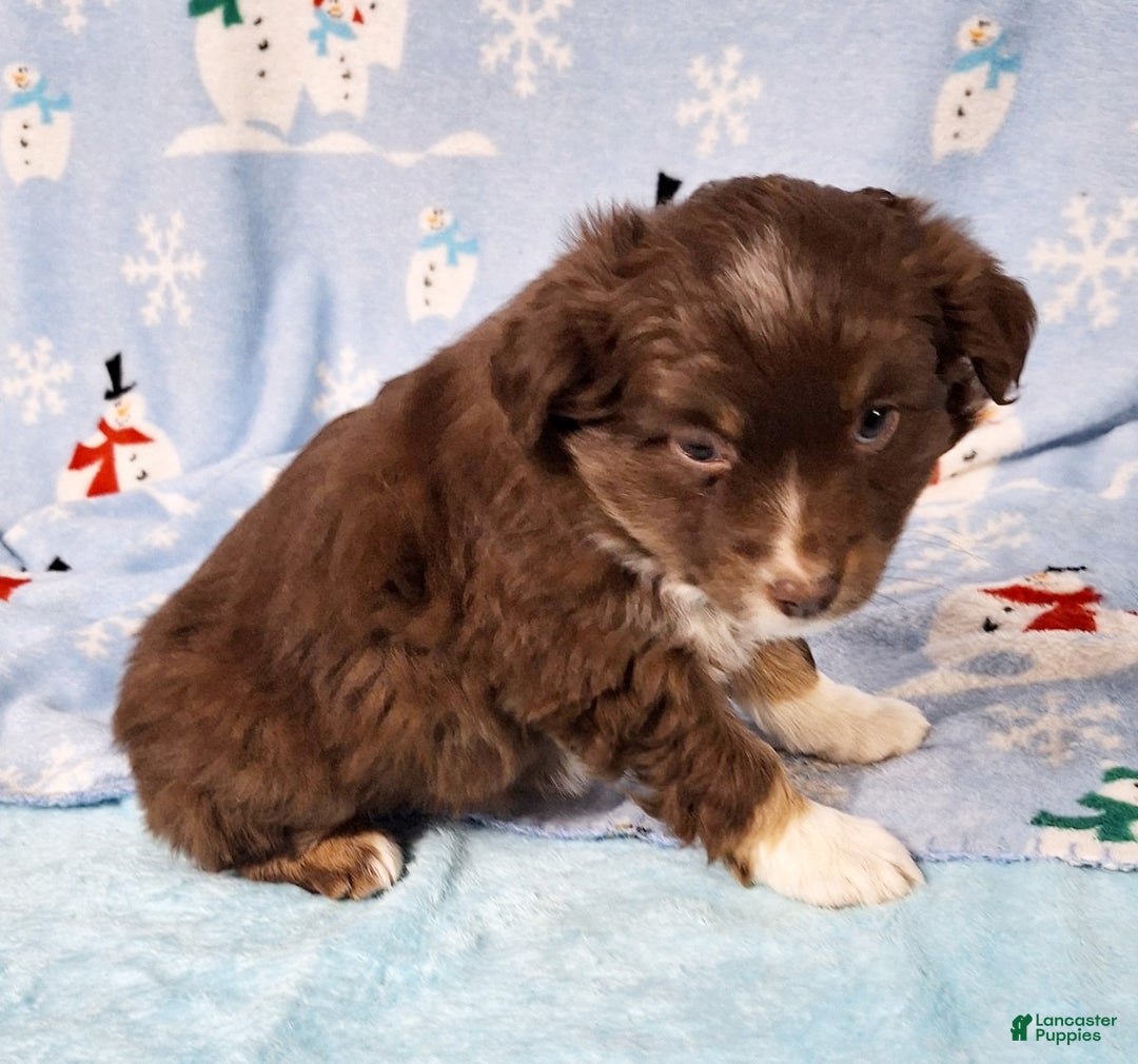 Miniature Australian Shepherd dogs for sale: Roxie - Ad 3