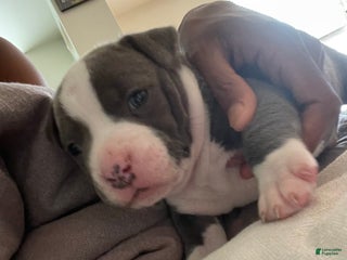 American Staffordshire Terrier dogs - Ad 5