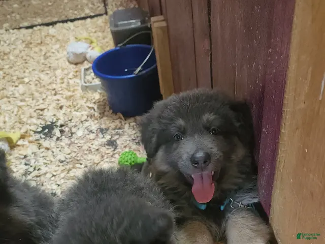 German Shepherd dogs for sale: Muffin - Ad 2